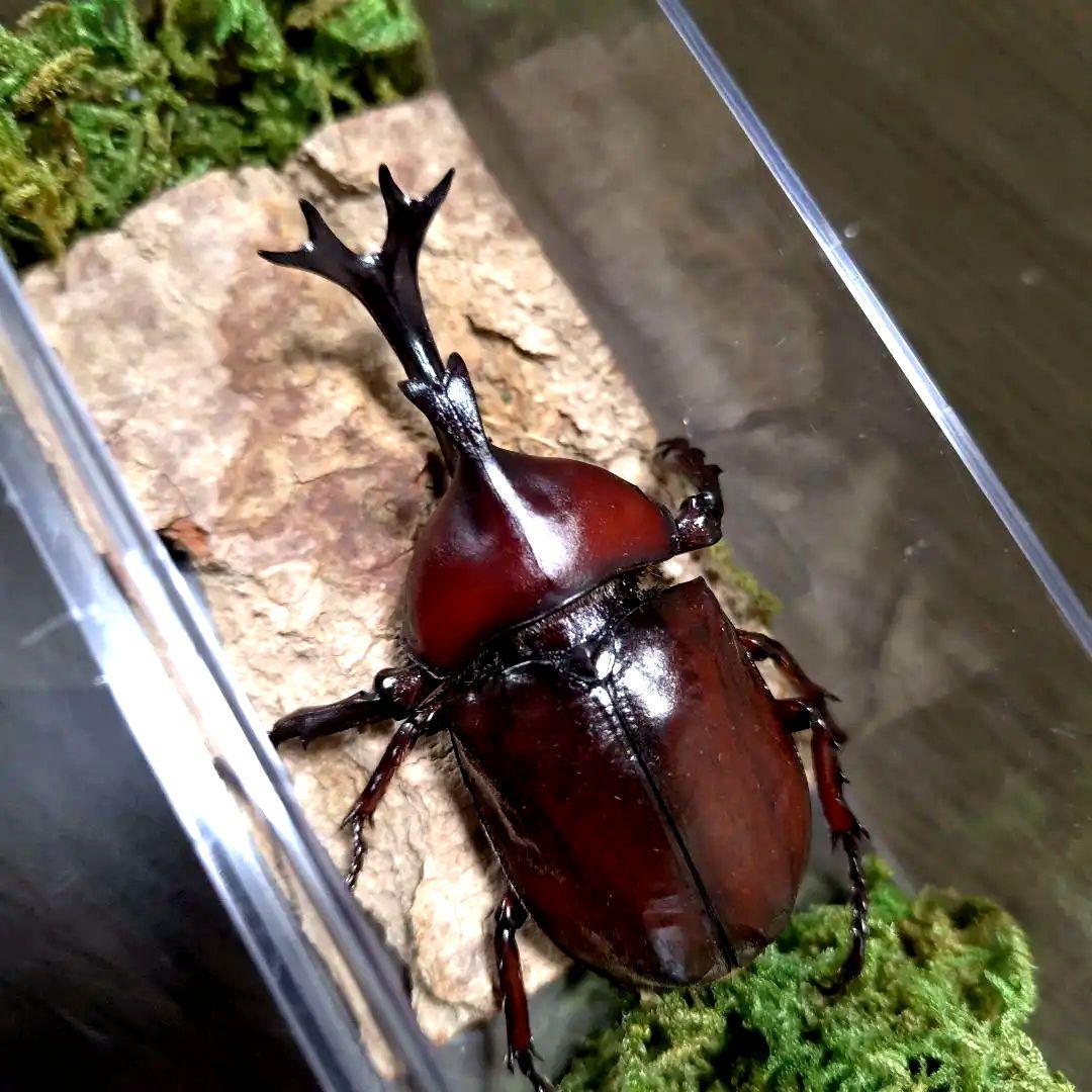 野生82mm頭角19.4mm胸角幅6mmぐらい美しいレッド赤超特大カブトムシ標本