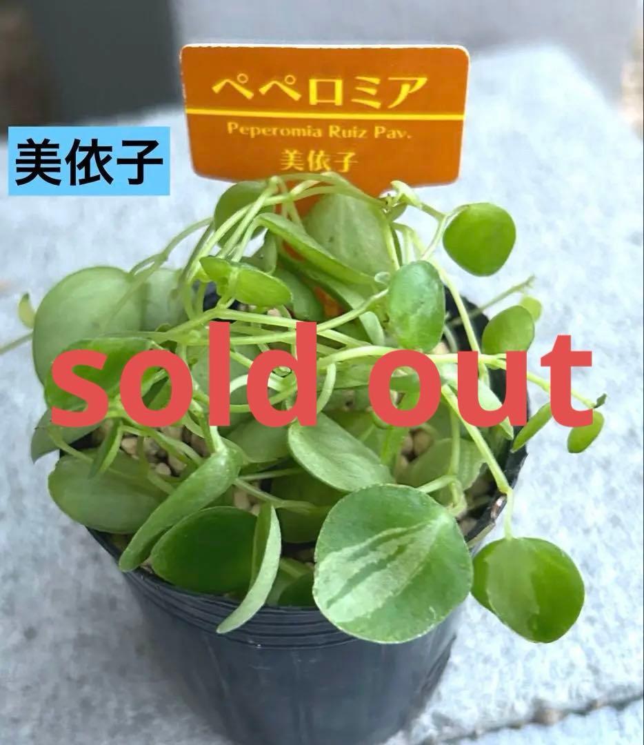 在庫1点のみ　ペペロミア　美依子　斑入り　抜き苗