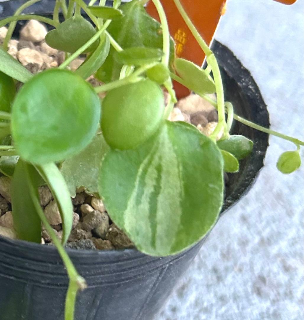 在庫1点のみ　ペペロミア　美依子　斑入り　抜き苗