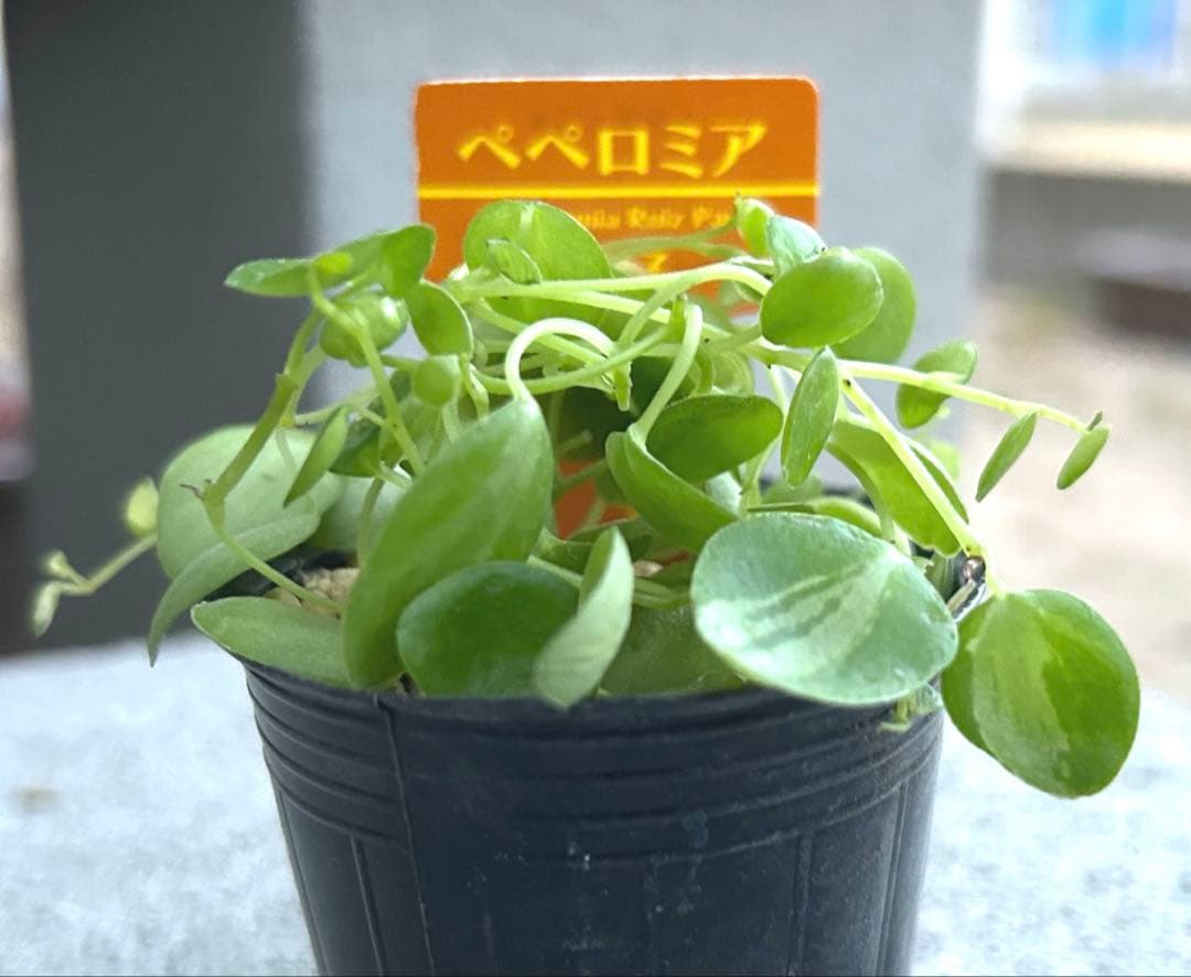 在庫1点のみ　ペペロミア　美依子　斑入り　抜き苗