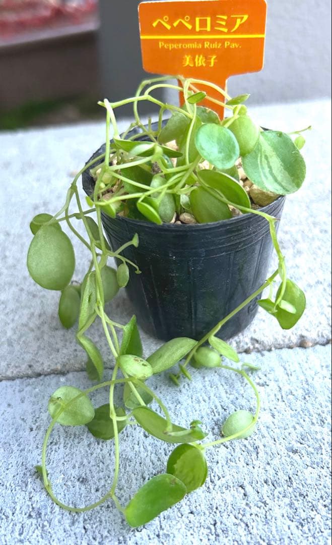 在庫1点のみ　ペペロミア　美依子　斑入り　抜き苗