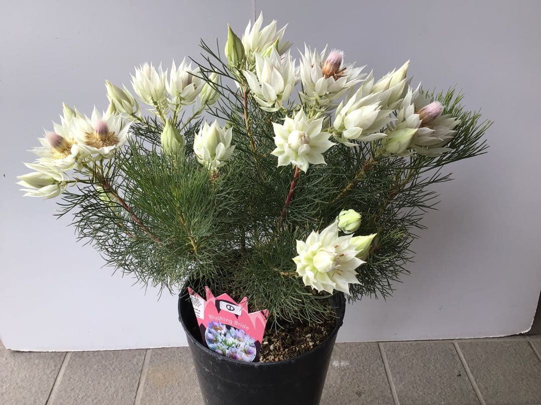 ①幹が太くしっかり根が張ってる特選品‼︎ セルリア・ブラッシングブライト