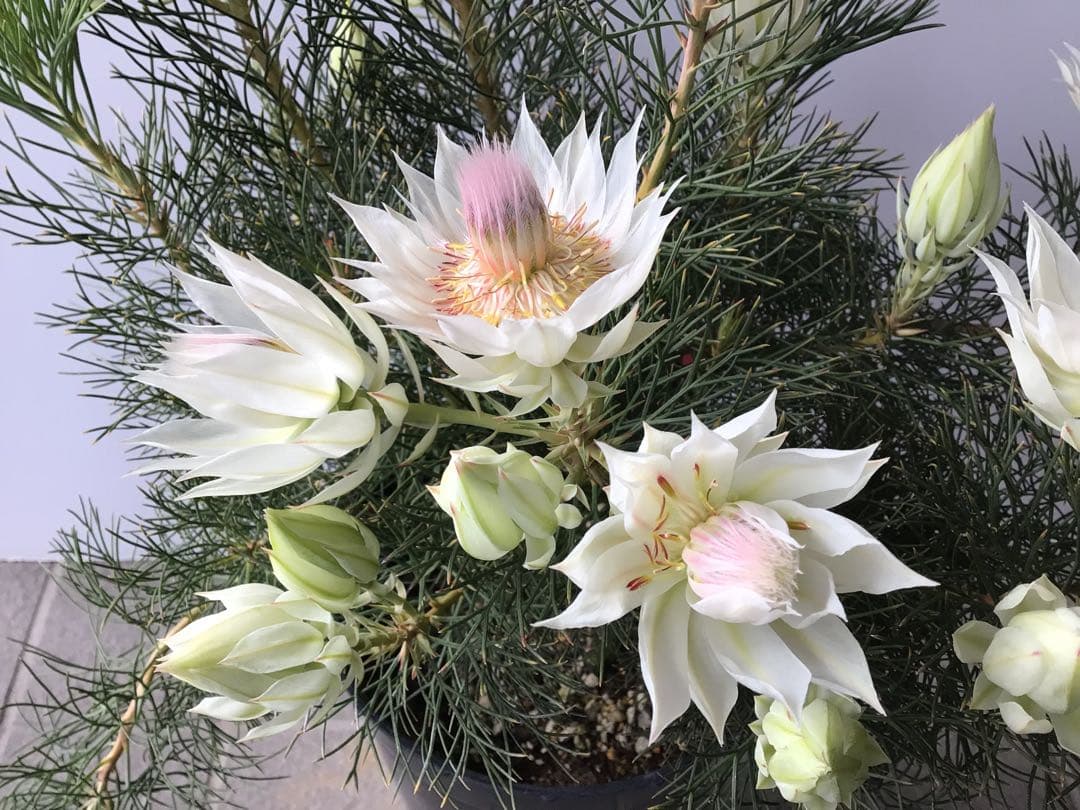 ①幹が太くしっかり根が張ってる特選品‼︎ セルリア・ブラッシングブライト