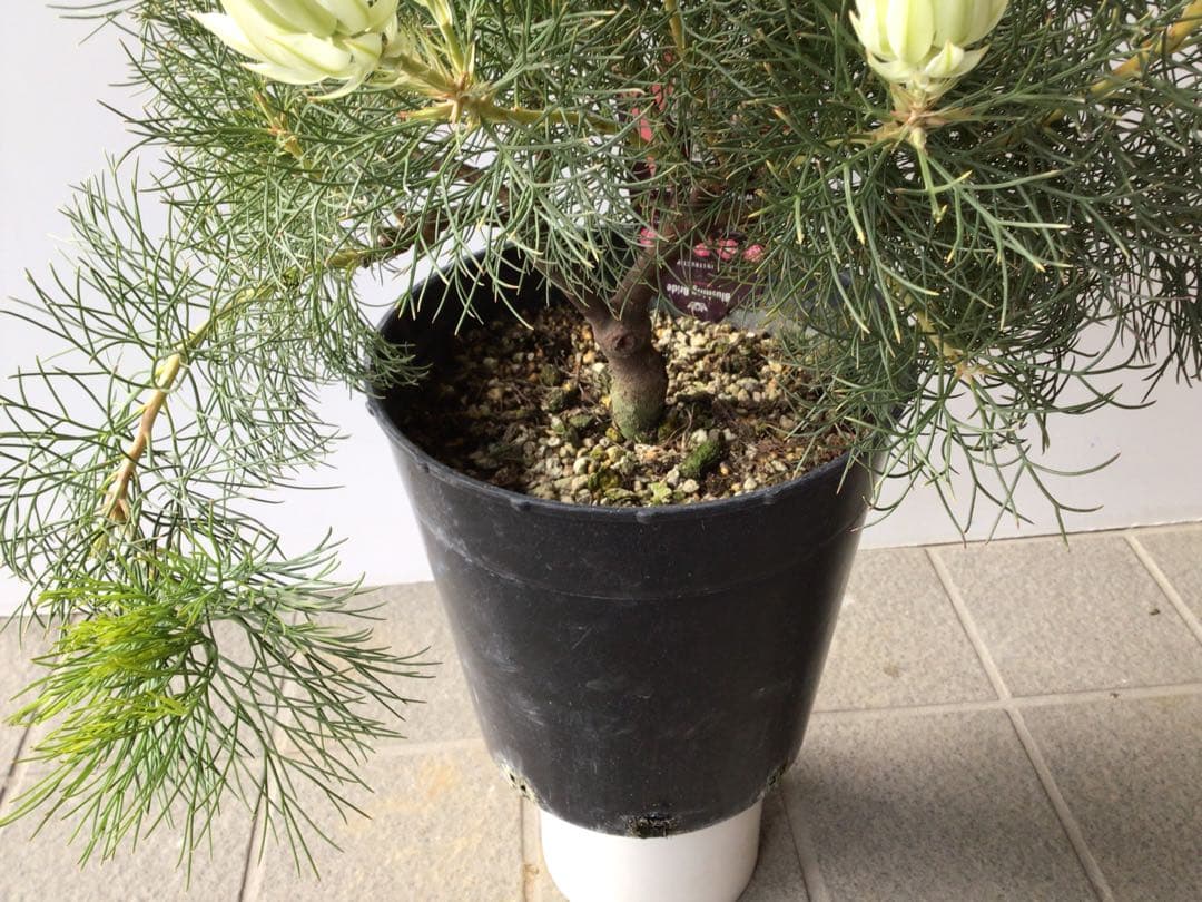 ①幹が太くしっかり根が張ってる特選品‼︎ セルリア・ブラッシングブライト