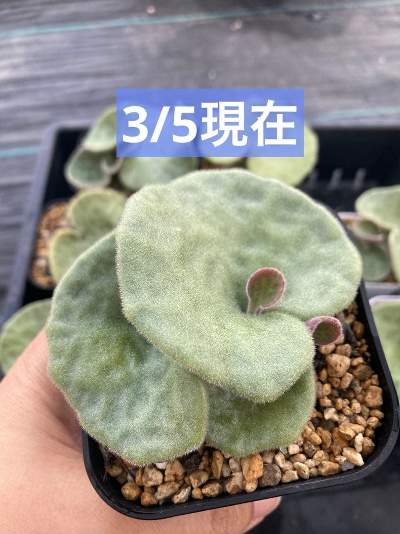 チレコドン シングラリス 鉢ごと発送②