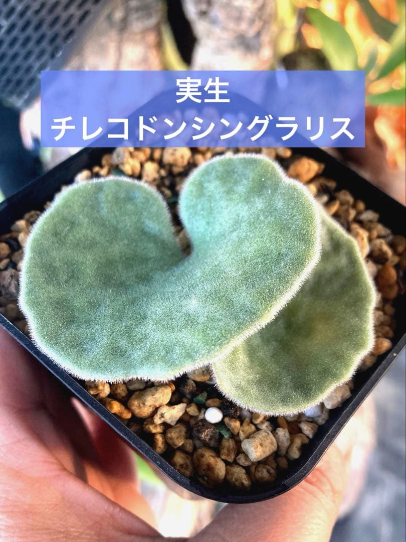 チレコドン シングラリス 鉢ごと発送②