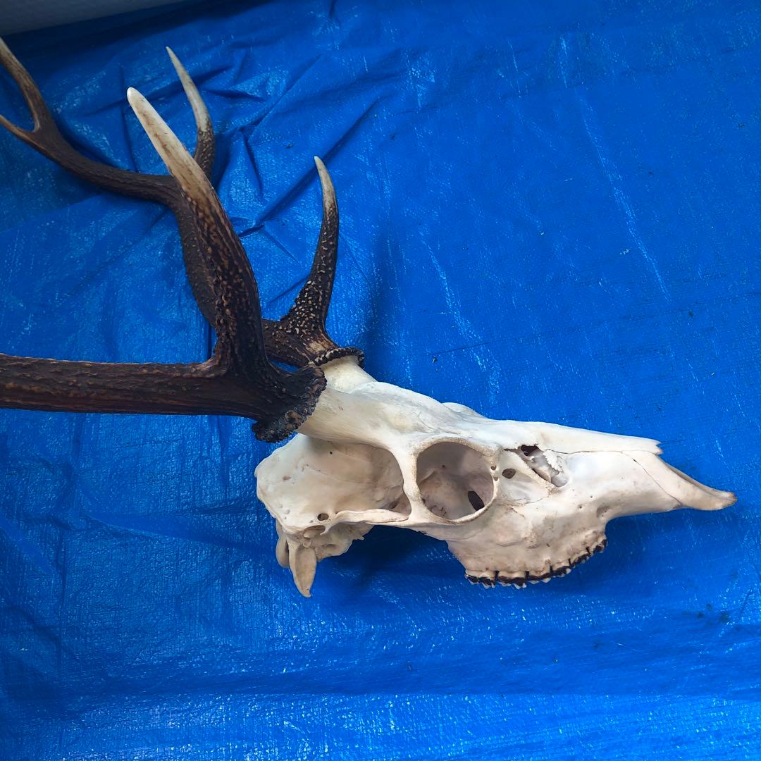 鹿の頭骨