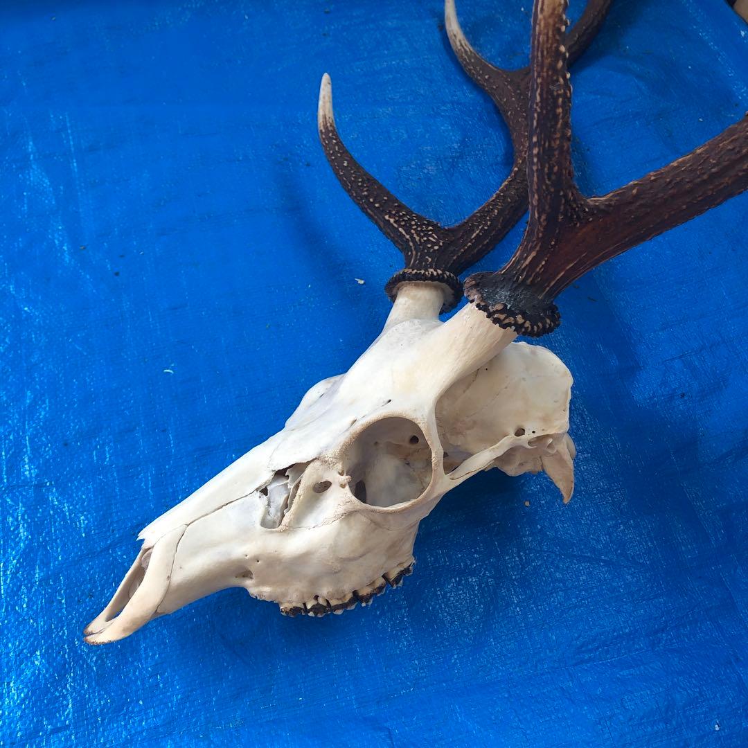 鹿の頭骨