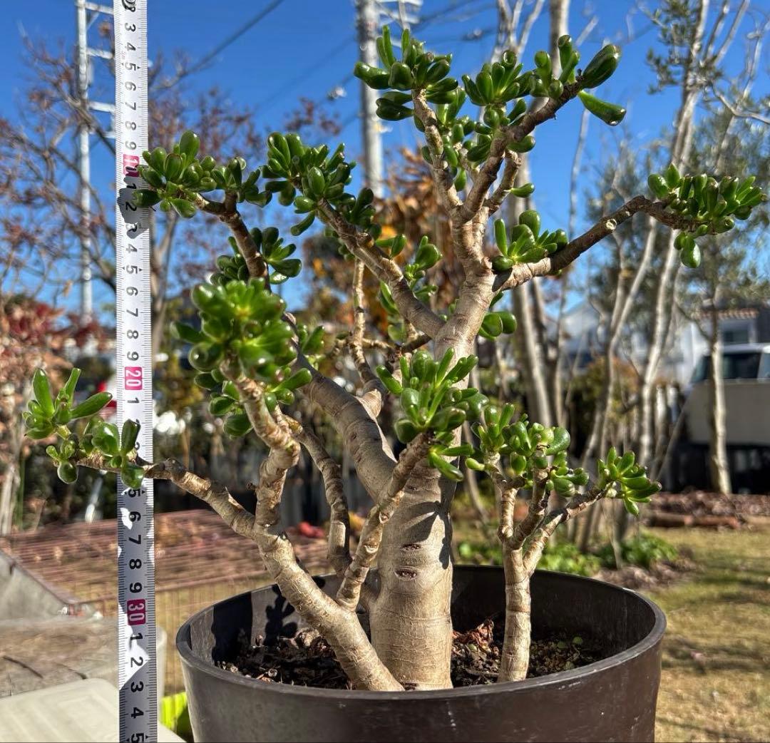 hashi8812　クラッスラ　ゴーラム　多肉植物 金の成る木 宇宙の木