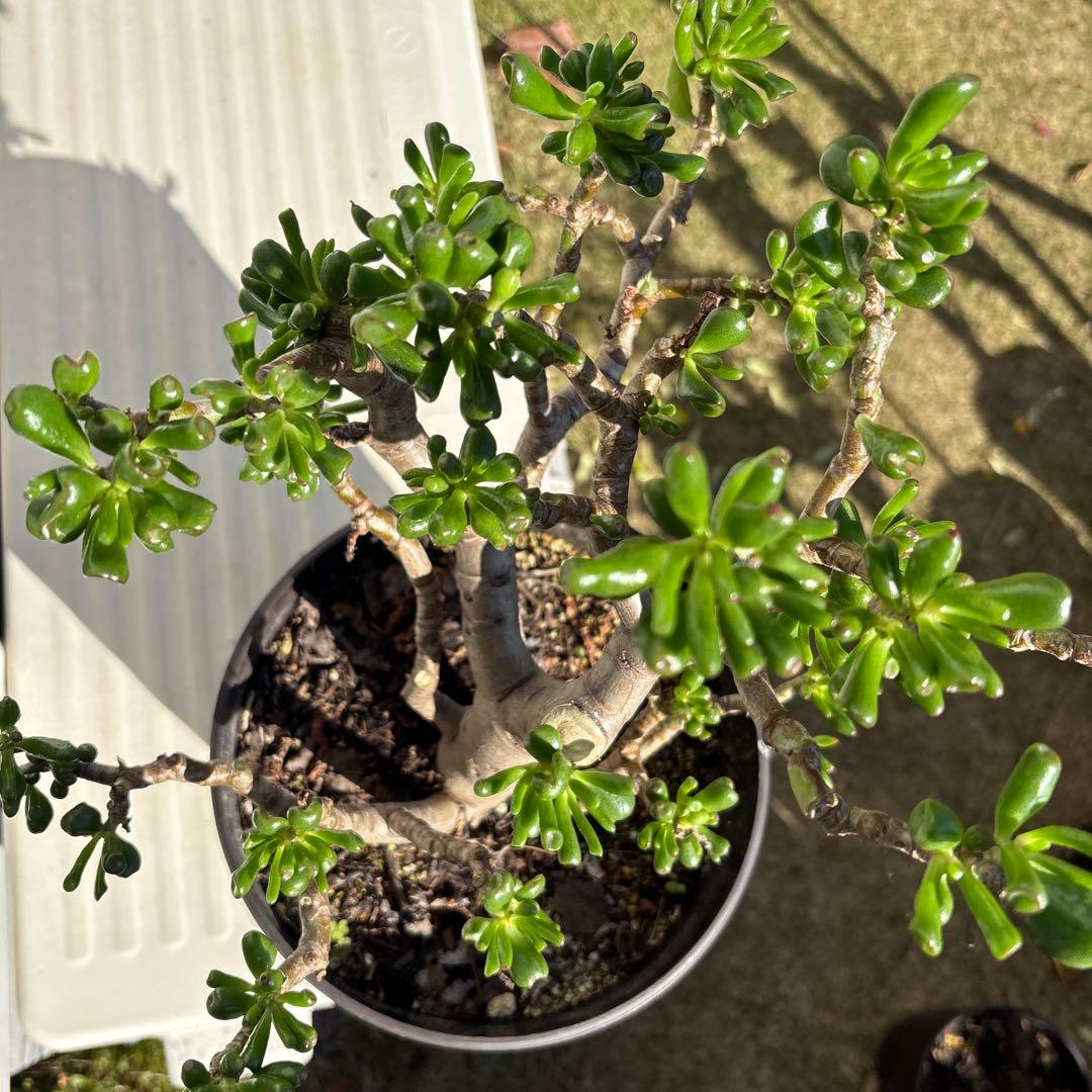 hashi8812　クラッスラ　ゴーラム　多肉植物 金の成る木 宇宙の木