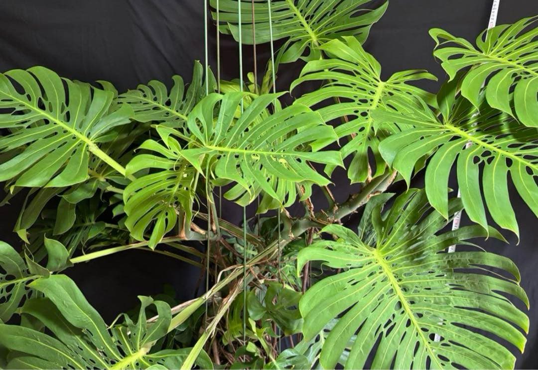 モンステラ　デリシオーサ　マクロコズム ( Macrocosm )