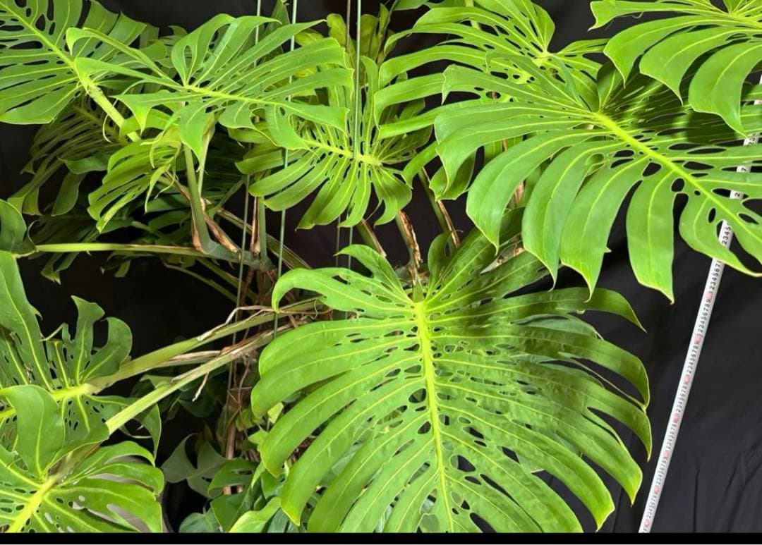 モンステラ　デリシオーサ　マクロコズム ( Macrocosm )