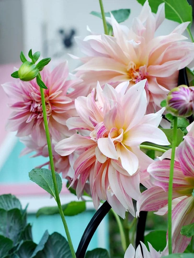 ダリア　球根　大　カフェオレ