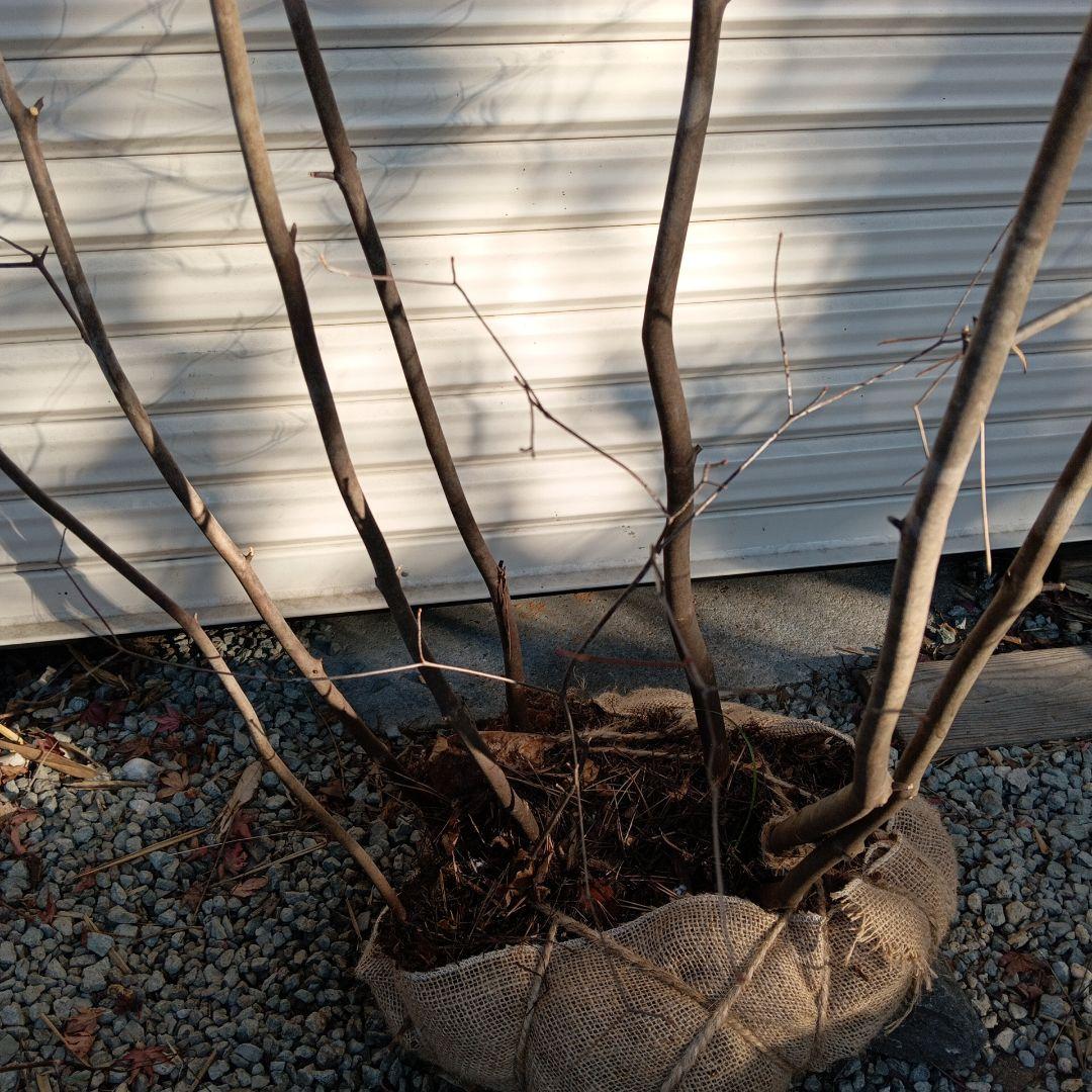 アブラツツジ　株立　山採り