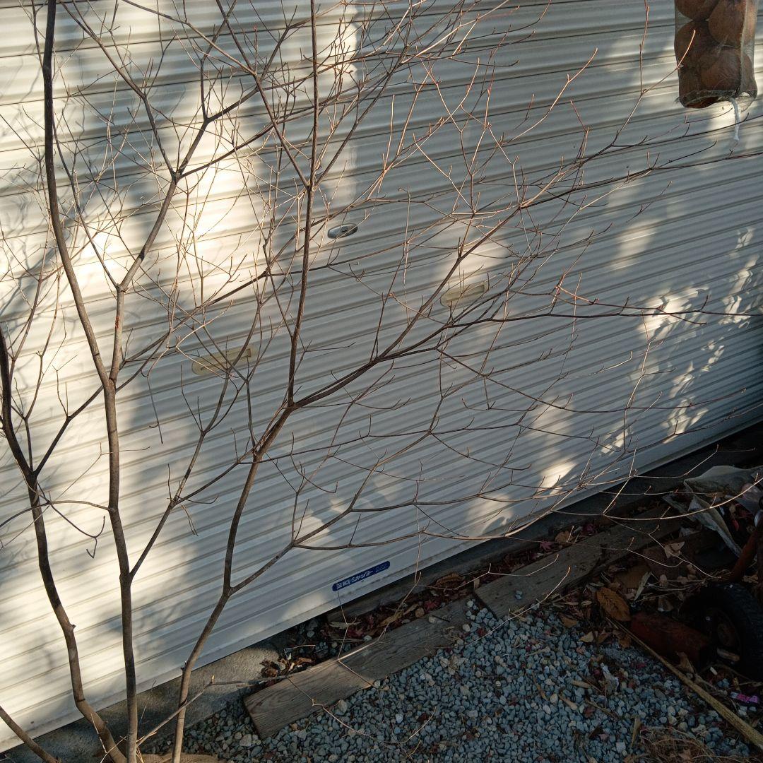 アブラツツジ　株立　山採り