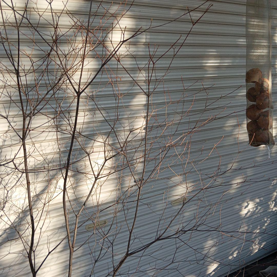 アブラツツジ　株立　山採り