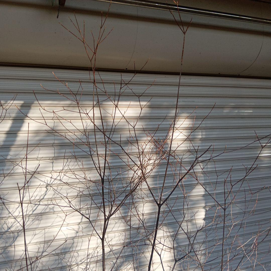 アブラツツジ　株立　山採り