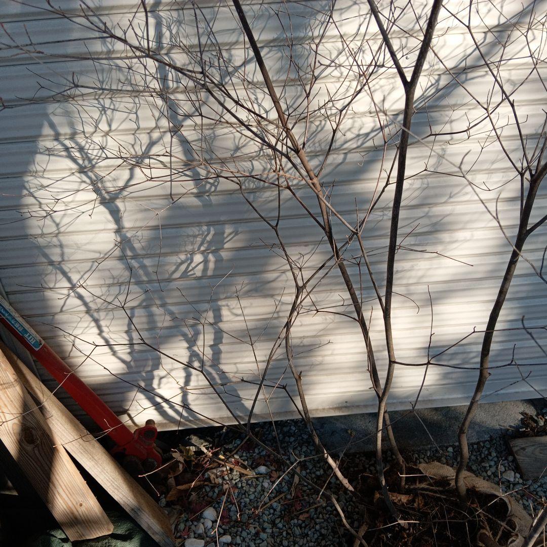 アブラツツジ　株立　山採り