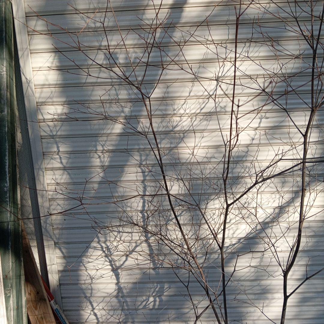 アブラツツジ　株立　山採り