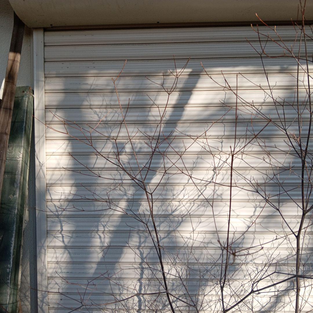 アブラツツジ　株立　山採り