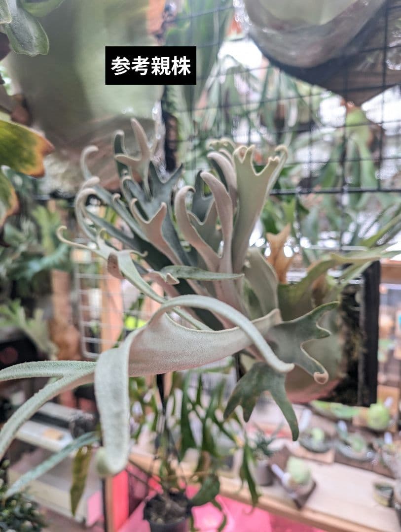 ビカクシダ ハクナマタタ ocPUP 1株のみ