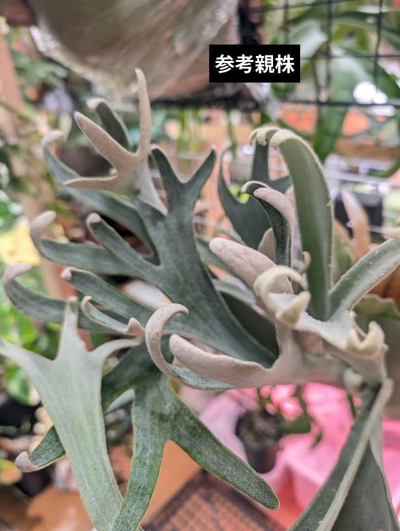 ビカクシダ ハクナマタタ ocPUP 1株のみ