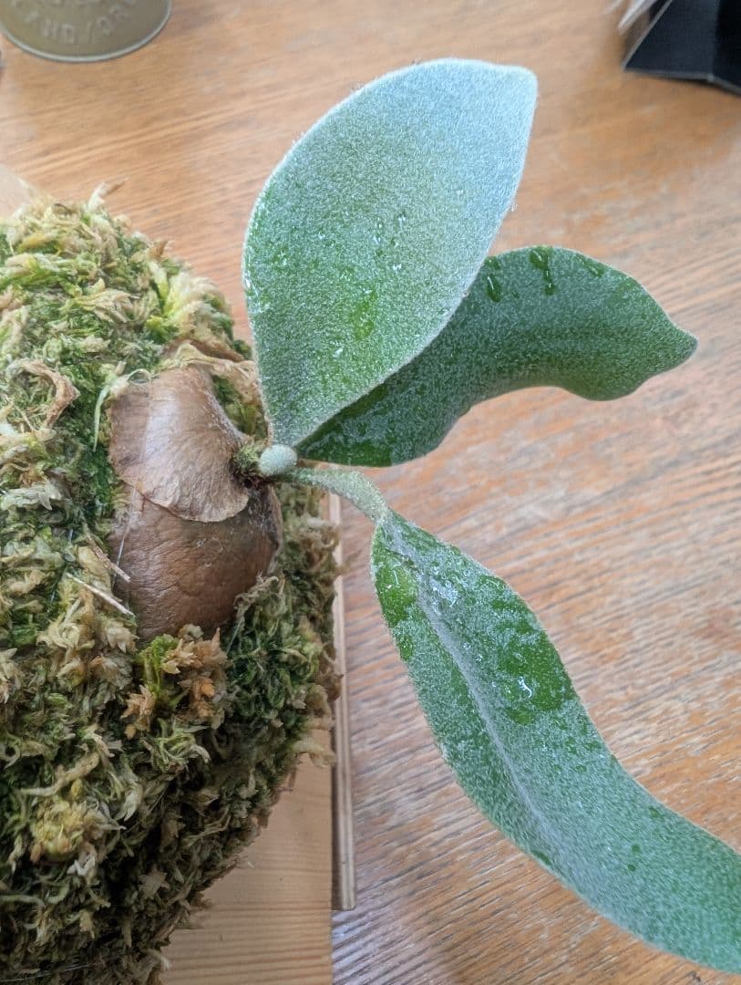 ビカクシダ ハクナマタタ ocPUP 1株のみ