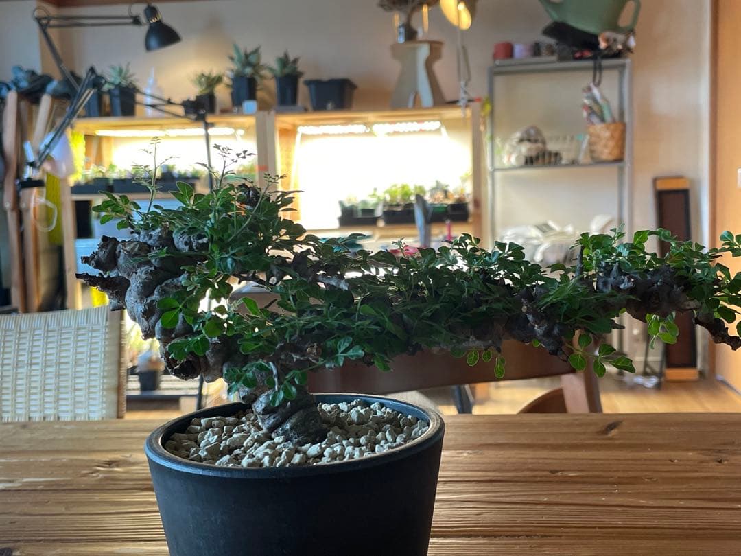 【現地球／発根済】コミフォラ　エイル（大株・扁平）ODDROOTS管理株