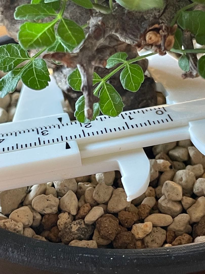 【現地球／発根済】コミフォラ　エイル（大株・扁平）ODDROOTS管理株