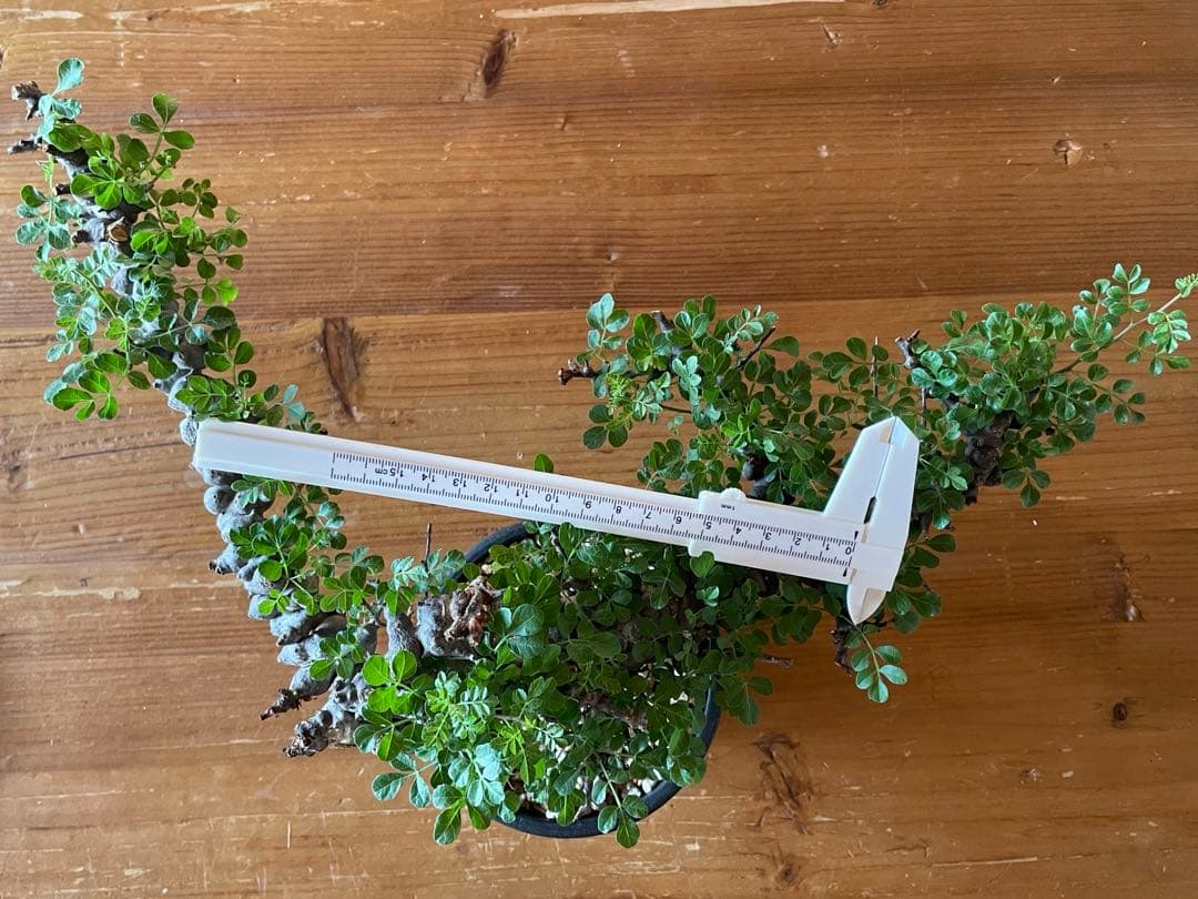 【現地球／発根済】コミフォラ　エイル（大株・扁平）ODDROOTS管理株