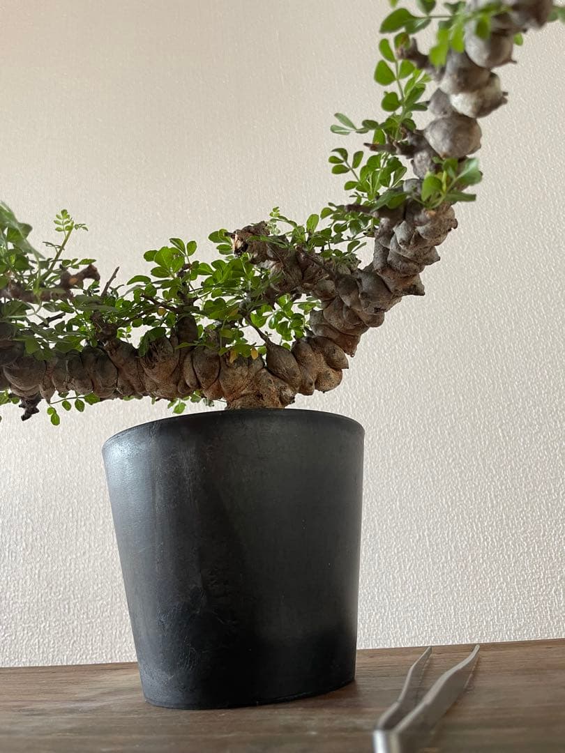 【現地球／発根済】コミフォラ　エイル（大株・扁平）ODDROOTS管理株