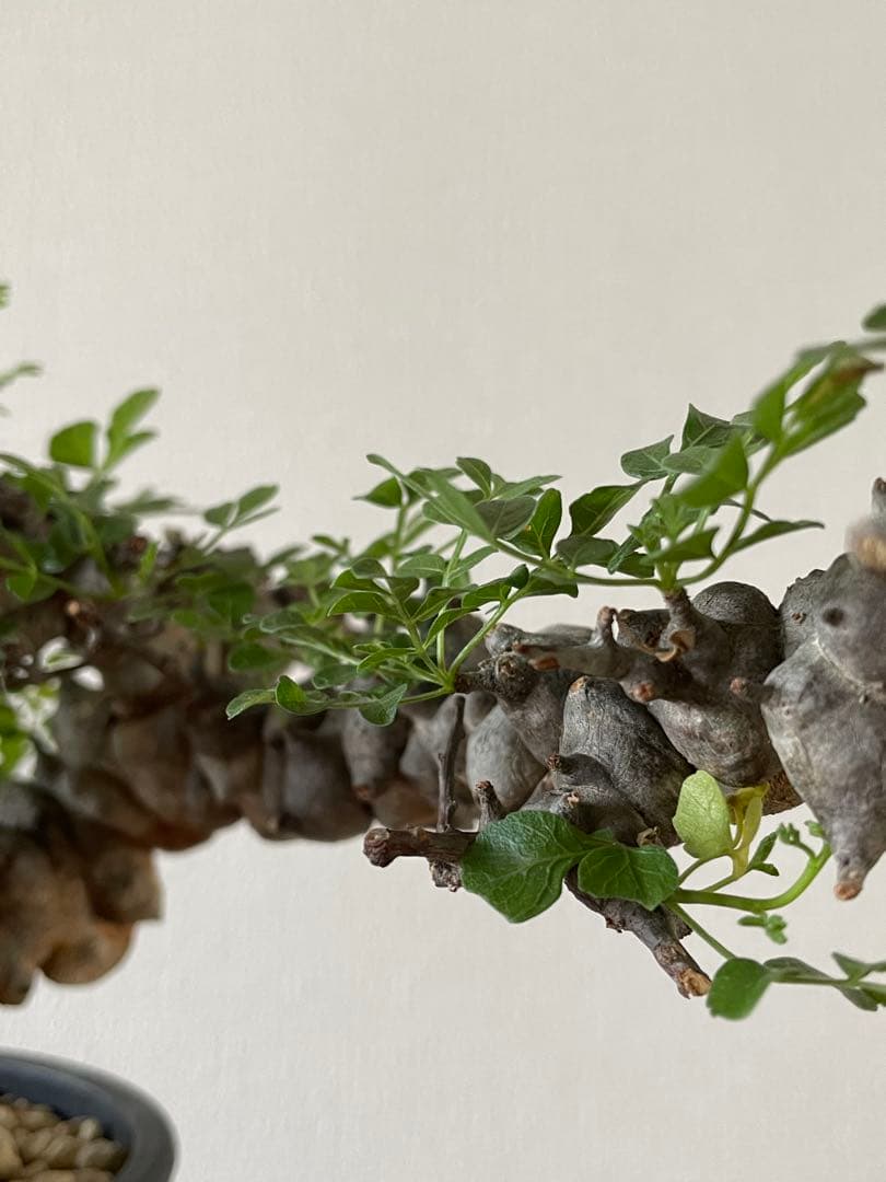 【現地球／発根済】コミフォラ　エイル（大株・扁平）ODDROOTS管理株