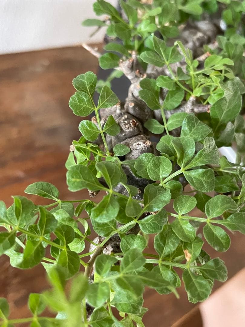 【現地球／発根済】コミフォラ　エイル（大株・扁平）ODDROOTS管理株