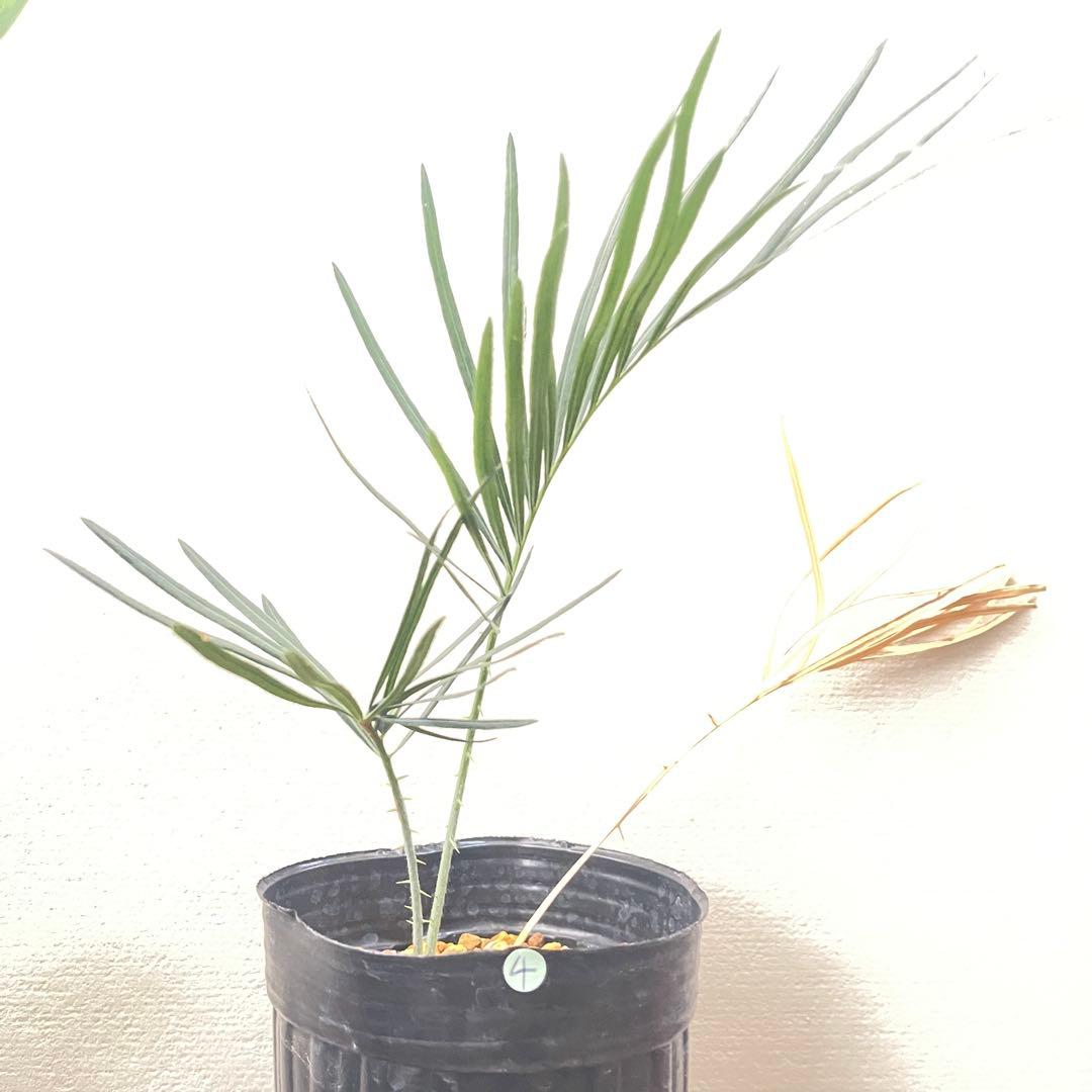 専用ご検討中【塊根植物】サイカス カイルンシアナ 国内実生 ソテツ 5株おまとめ