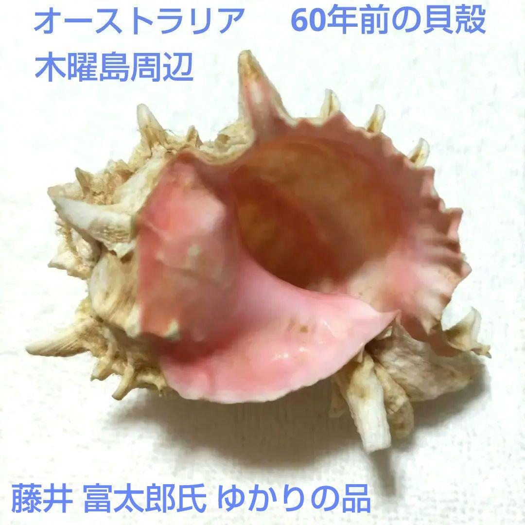 【希少】1960年 オーストラリア 木曜島 紅岩石 藤井富太郎氏 ゆかりの品