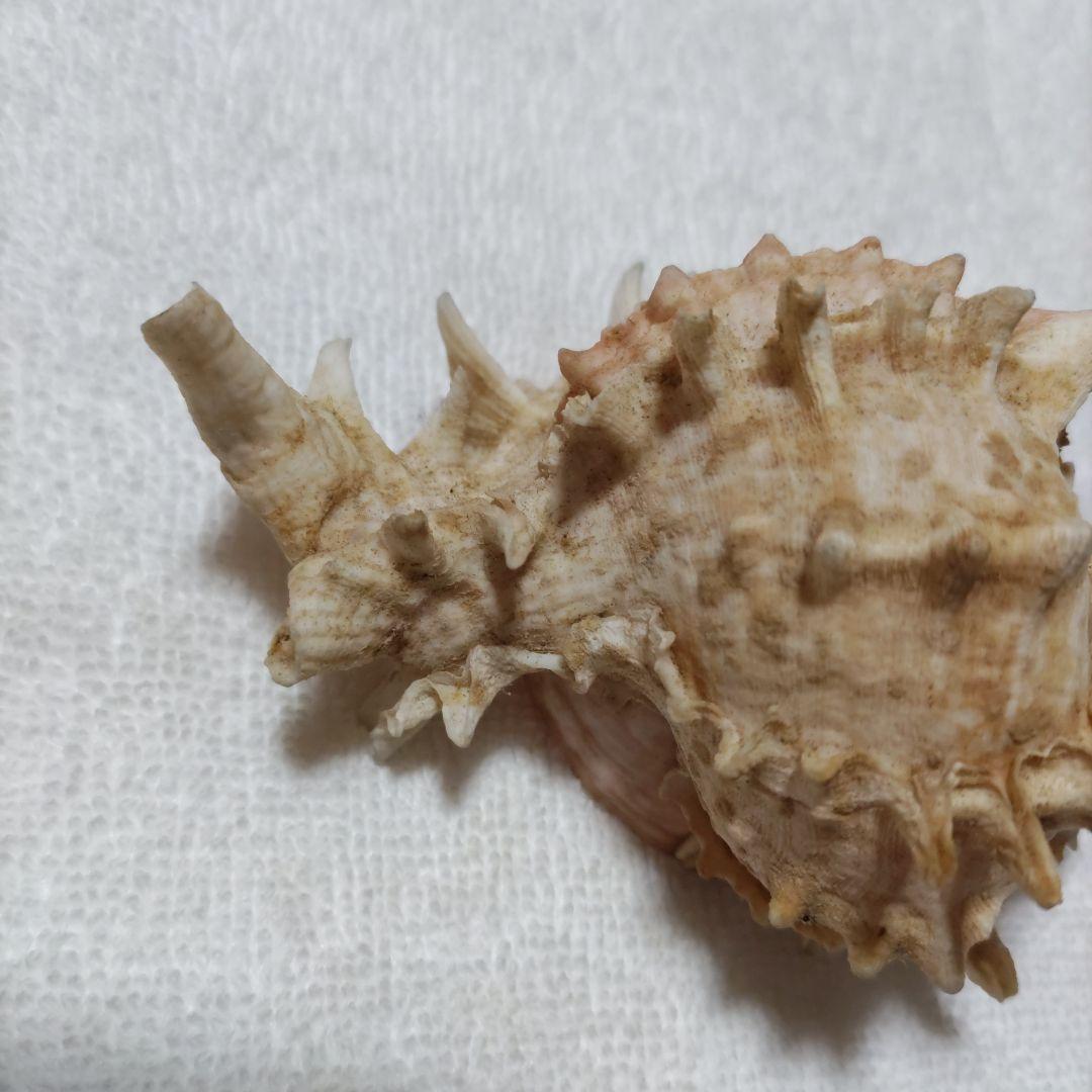 【希少】1960年 オーストラリア 木曜島 紅岩石 藤井富太郎氏 ゆかりの品