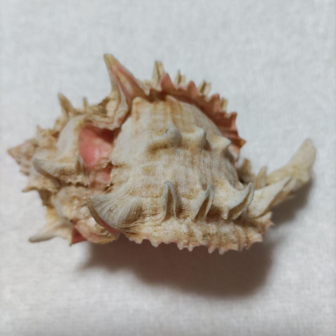 【希少】1960年 オーストラリア 木曜島 紅岩石 藤井富太郎氏 ゆかりの品