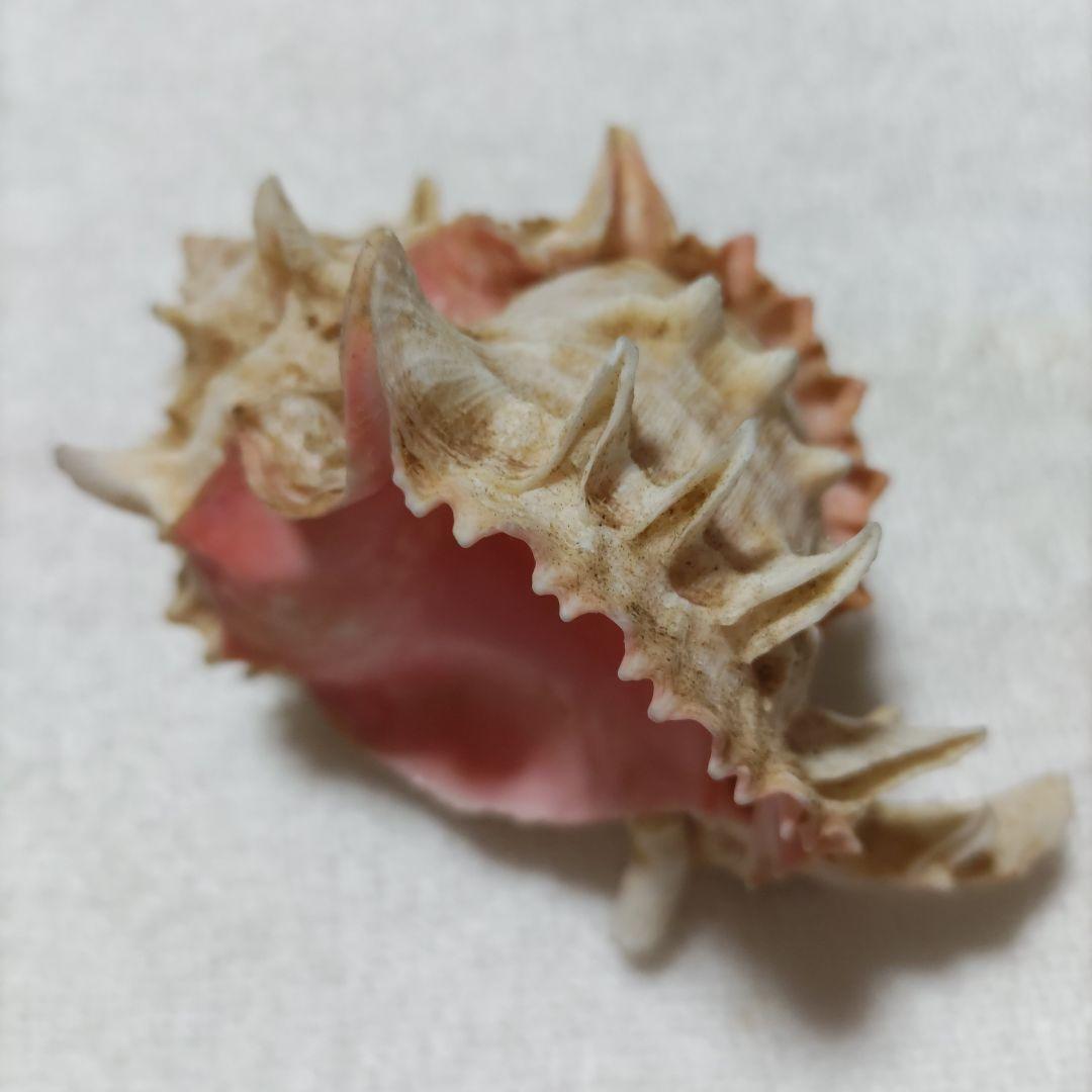 【希少】1960年 オーストラリア 木曜島 紅岩石 藤井富太郎氏 ゆかりの品