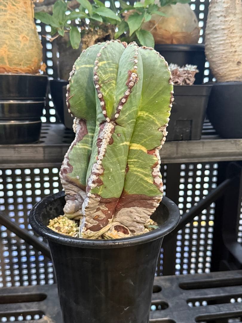 アストロフィツム　ランポー玉　斑入り　超大株