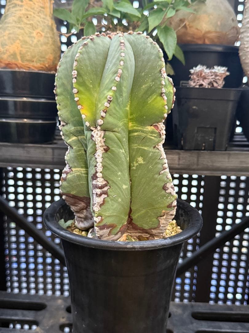 アストロフィツム　ランポー玉　斑入り　超大株