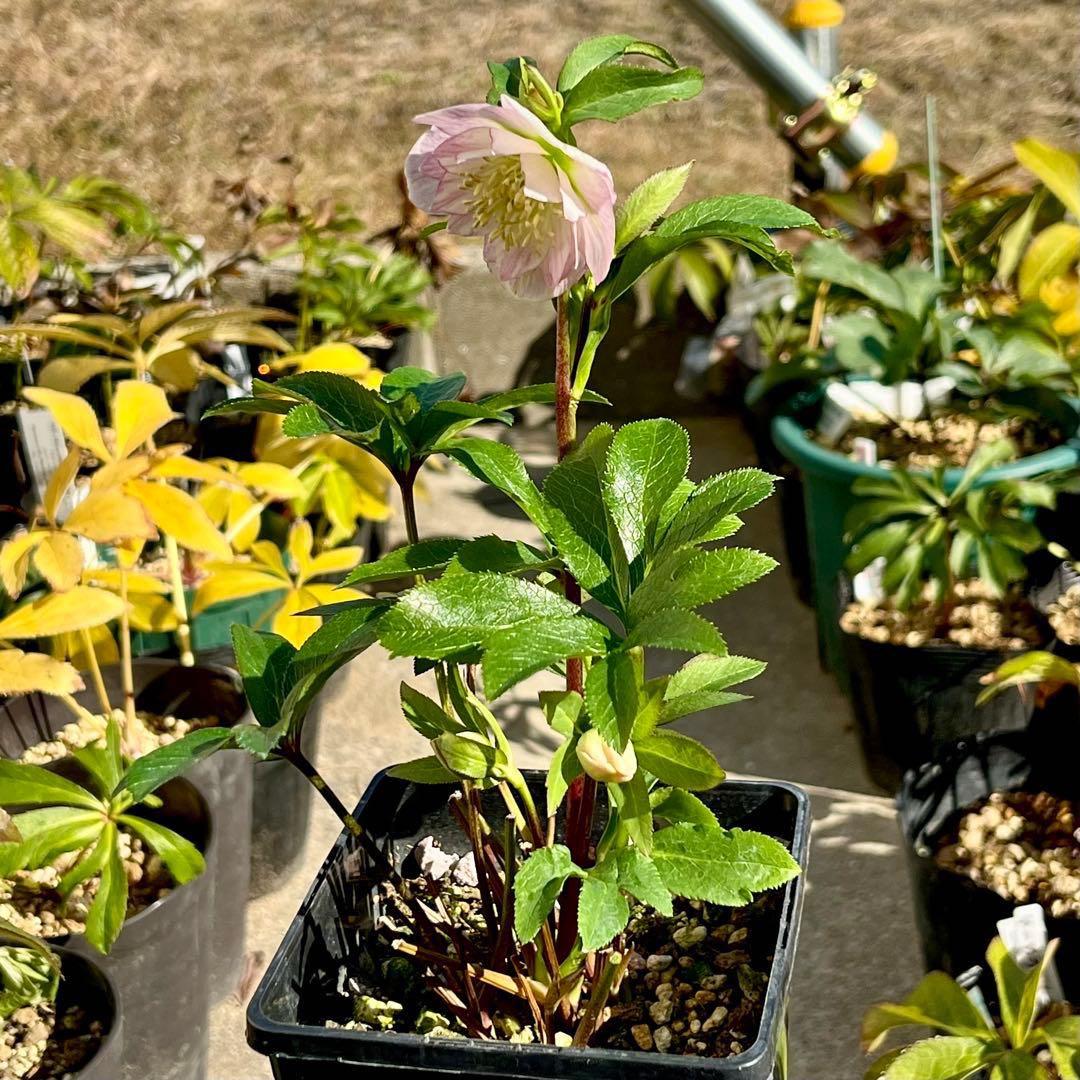 ヒ*イ様 ☘️蕾付き☘️3317⭐️小輪⭐️ペールピンクぼかし⭐️クリア美人⭐️