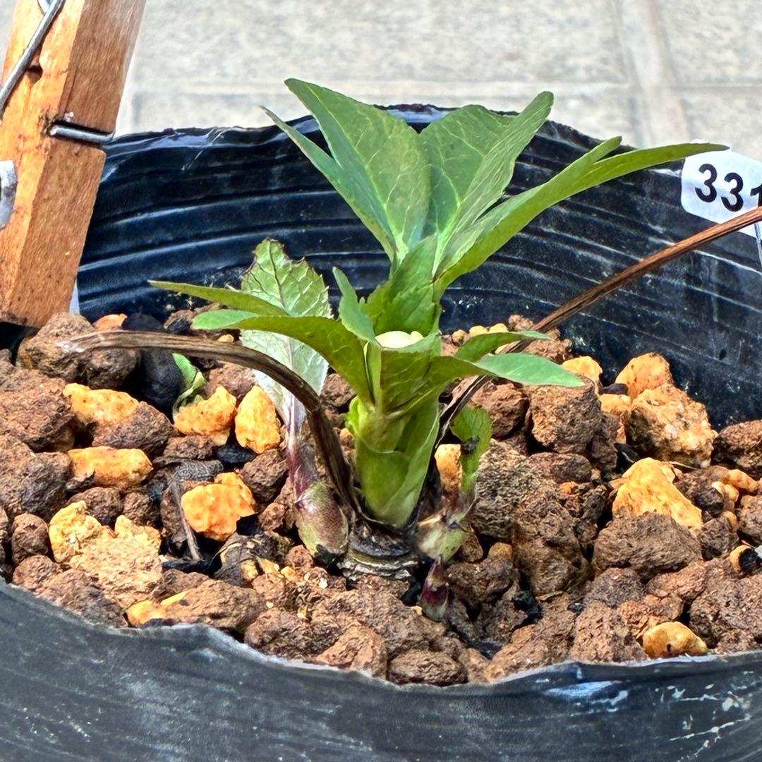 ヒ*イ様 ☘️蕾付き☘️3317⭐️小輪⭐️ペールピンクぼかし⭐️クリア美人⭐️