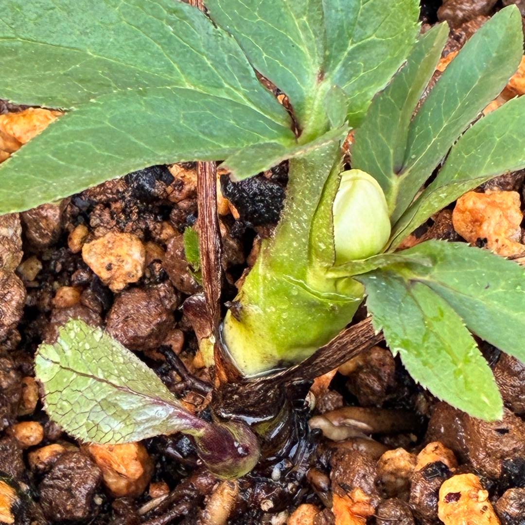 ヒ*イ様 ☘️蕾付き☘️3317⭐️小輪⭐️ペールピンクぼかし⭐️クリア美人⭐️