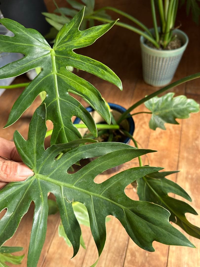 フィロデンドロンセローム斑入りPhilodendron selloum var.