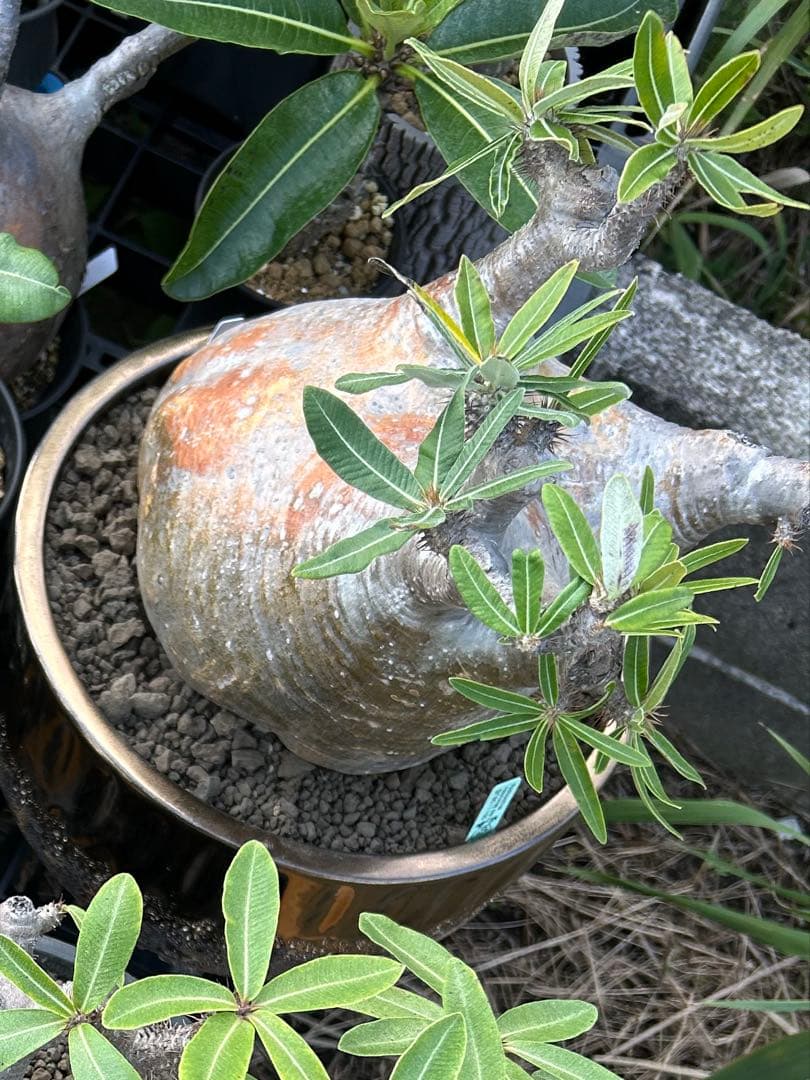 パキポディウム グラキリス 特大 20センチくらい