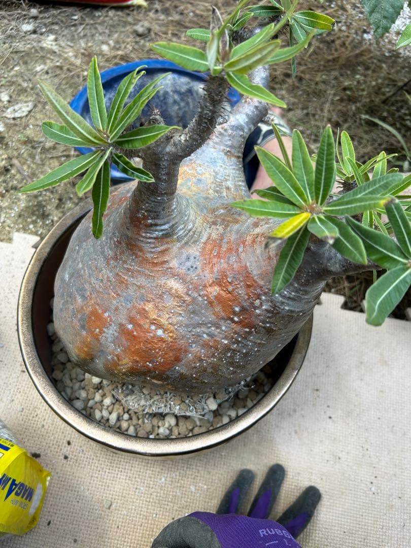 パキポディウム グラキリス 特大 20センチくらい