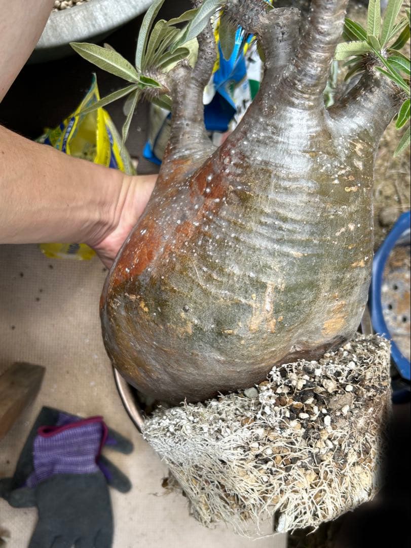 パキポディウム グラキリス 特大 20センチくらい