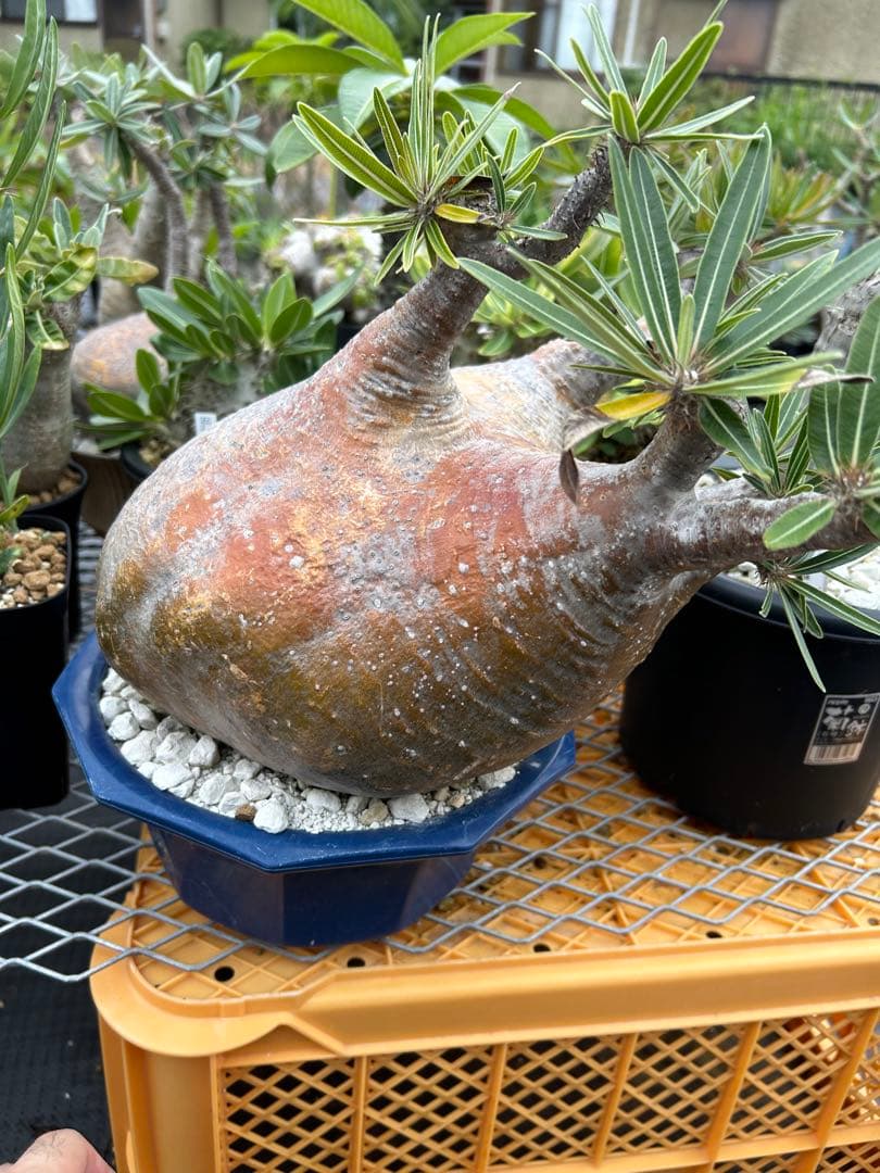 パキポディウム グラキリス 特大 20センチくらい