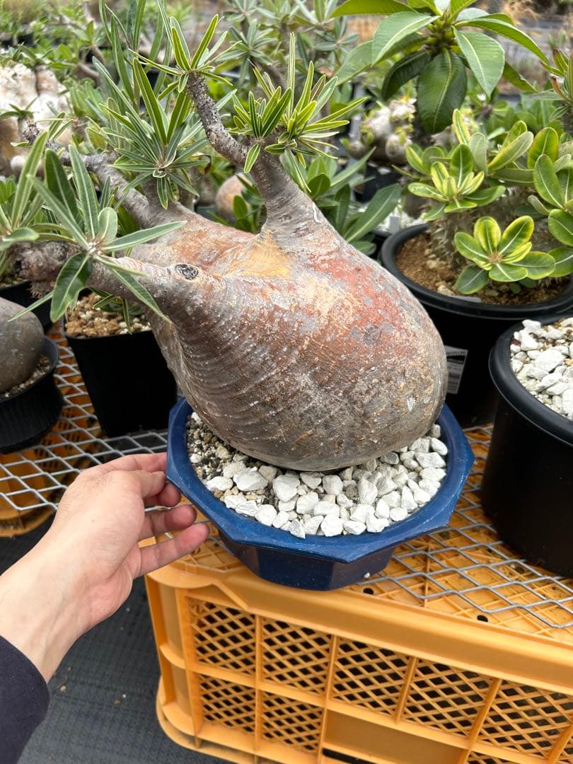 パキポディウム グラキリス 特大 20センチくらい