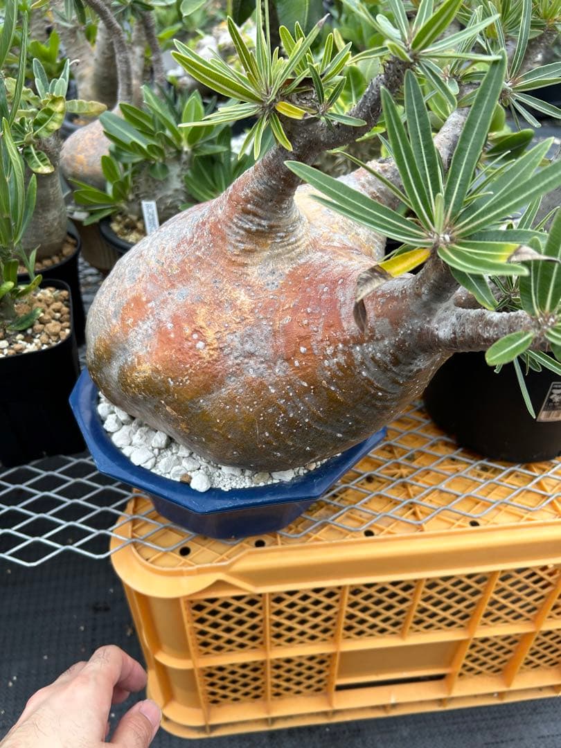 パキポディウム グラキリス 特大 20センチくらい